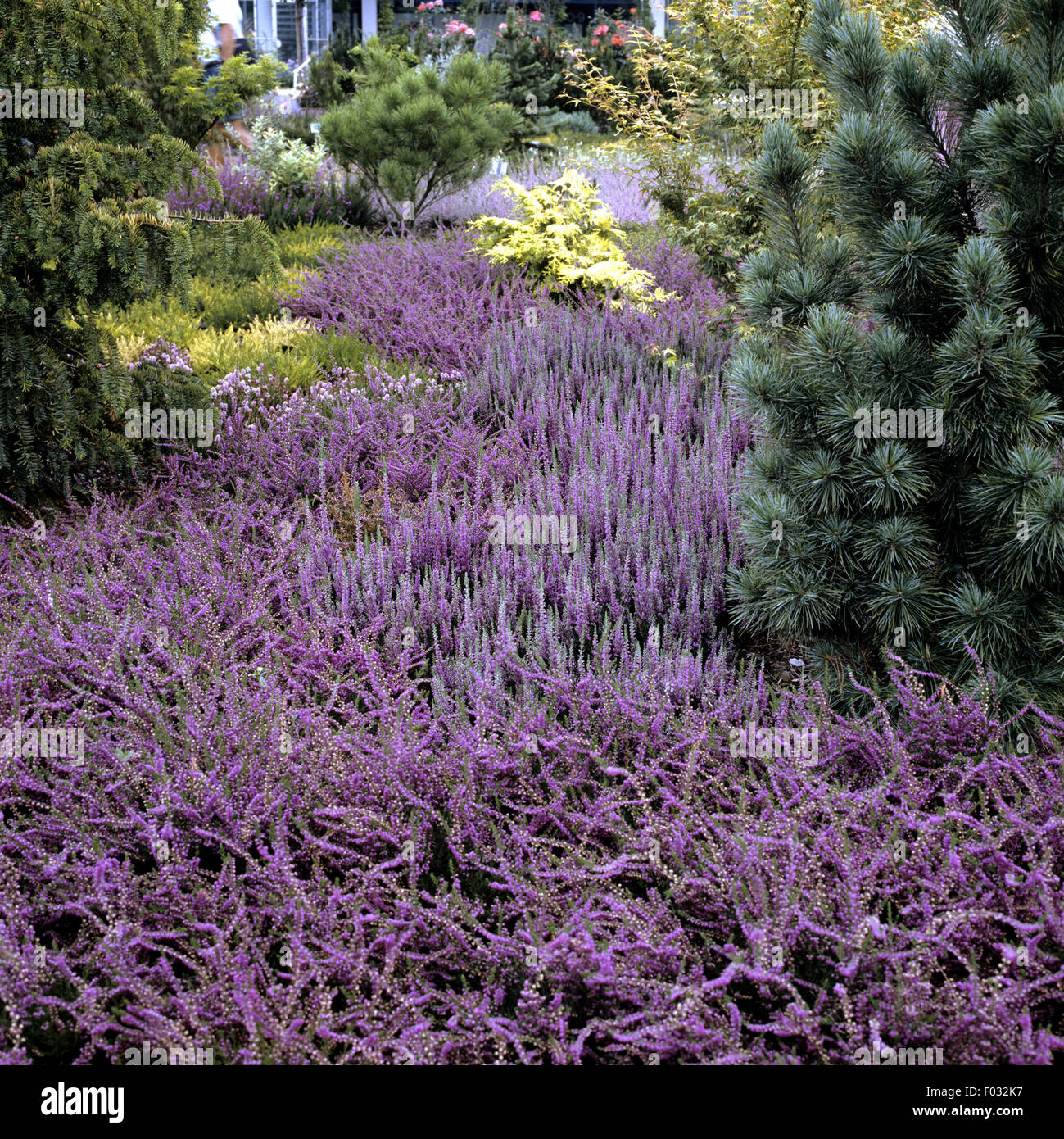 Heidegarten; Besenheide; Calluna, vulgaris; Stock Photo