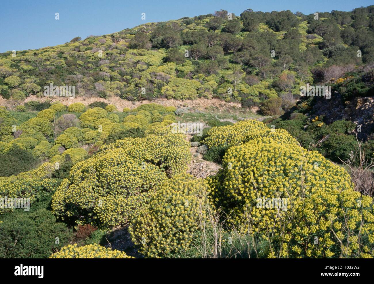 Maquis shrubland, Capo dell'Argentiera headland, Nurra, Sardinia, Italy. Stock Photo