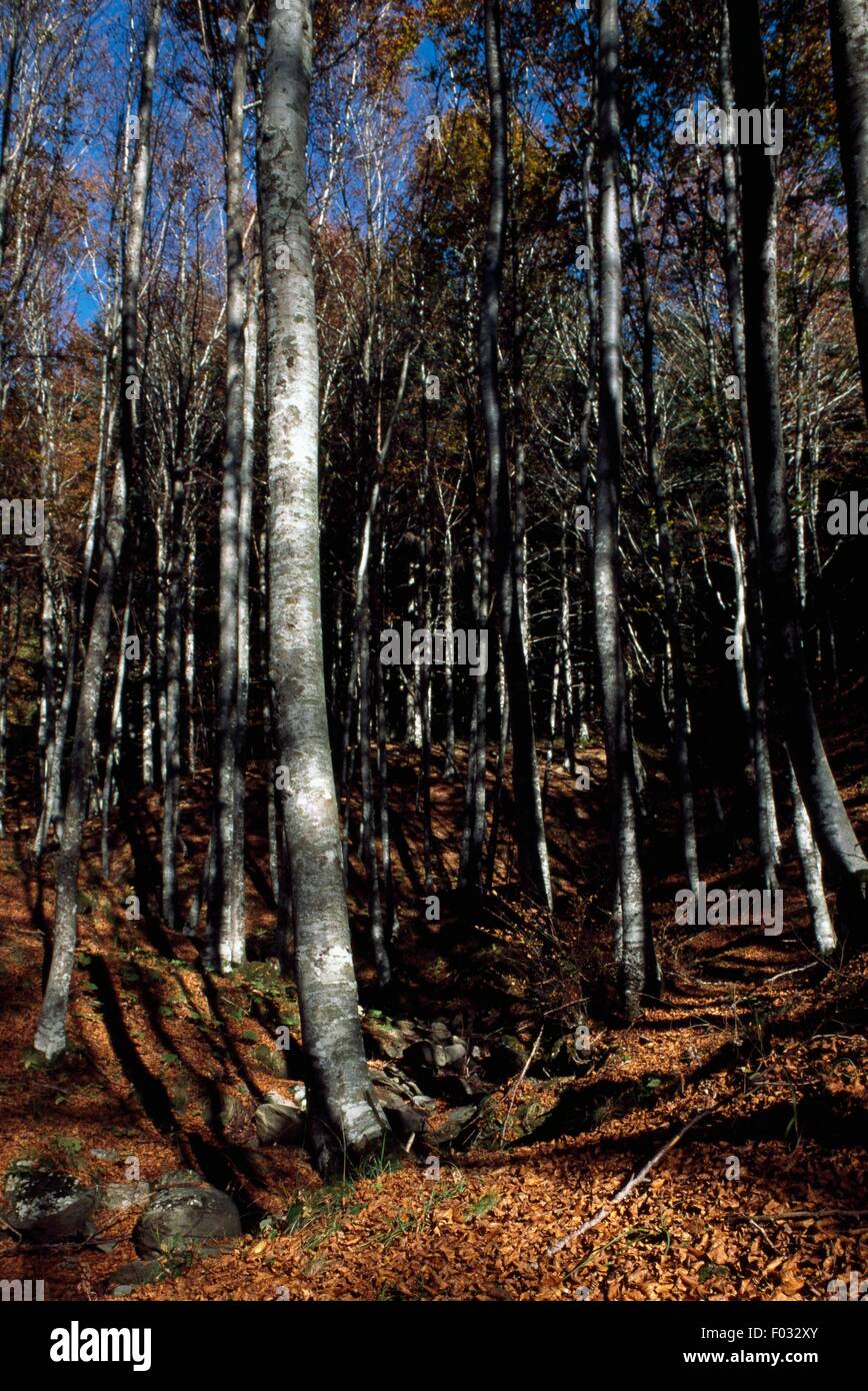 Beech trees (Fagus sylvatica), Casentino Forest National Park, Mount ...
