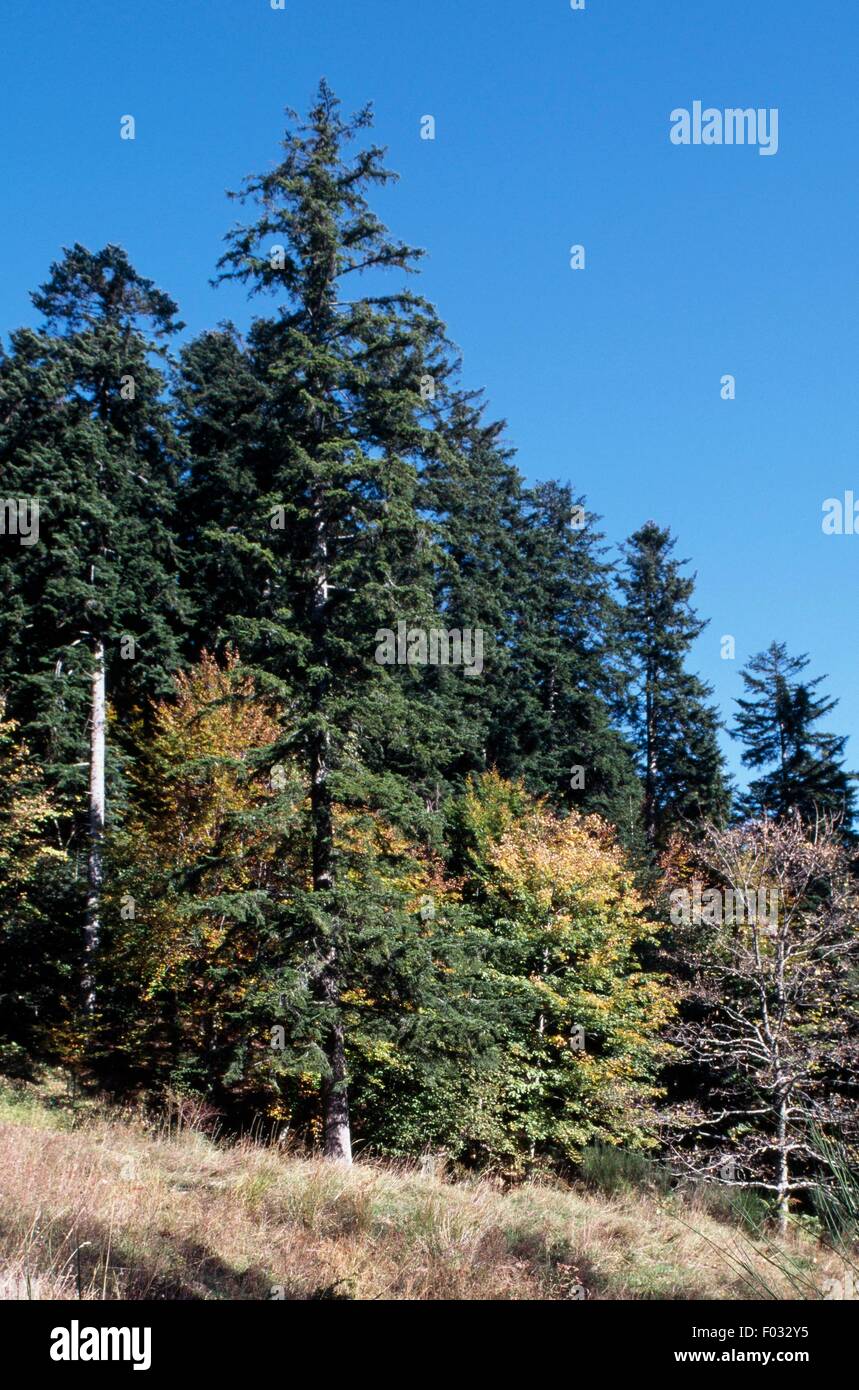 Silver fir (Abies alba), Casentino Forest National Park, Mount ...
