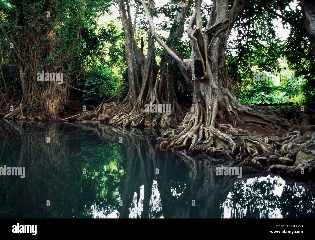 Vegetation along the bank of the Indian River, near Portsmouth, Dominica. Stock Photo