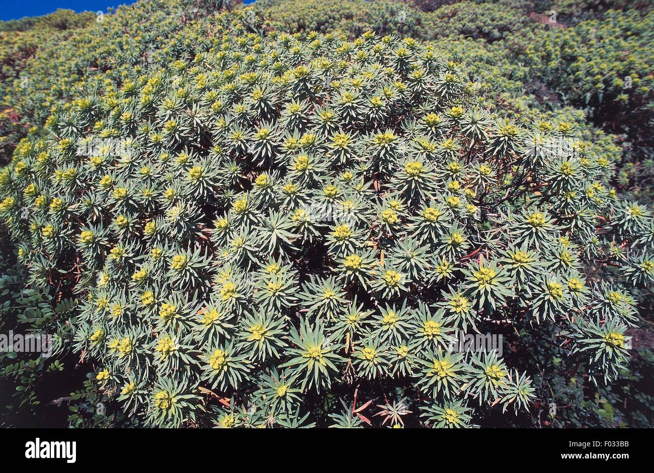 Tree spurge (Euphorbia Dendroides), Scandola Nature Reserve (Reserve Naturelle de Scandola, UNESCO World Heritage List, 1983), Regional Natural Park of Corsica (Parc Naturel Regional de Corse), Corsica, France. Stock Photo