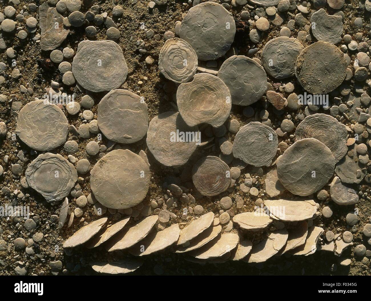 Nummulites fossils, Foraminifera, Qattara Depression, Libyan Desert