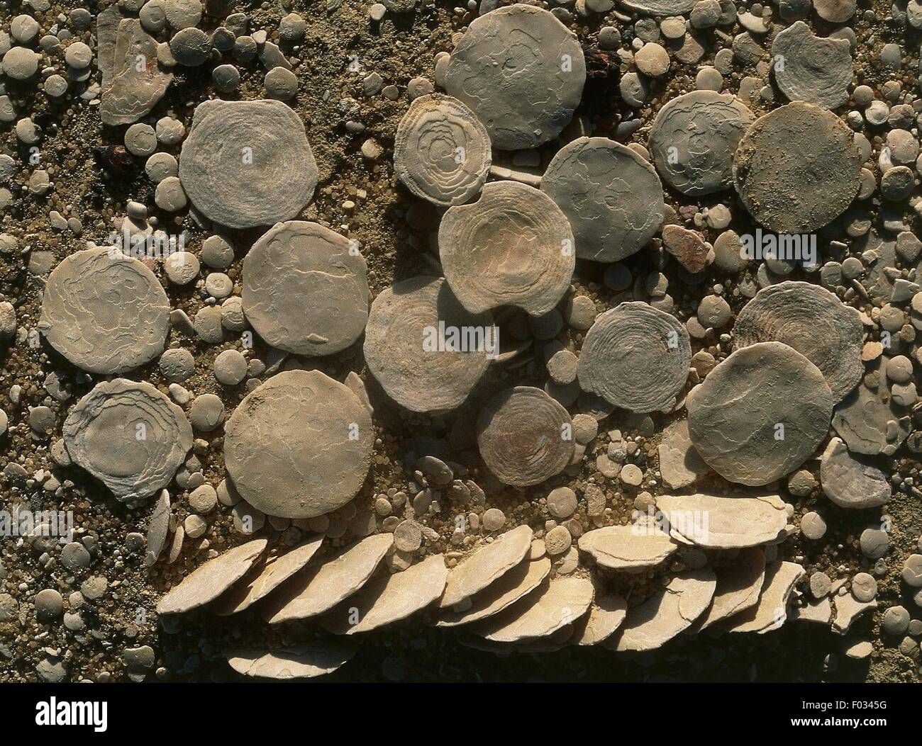 Nummulites fossils, Foraminifera, Qattara Depression, Libyan Desert, Egypt. Stock Photo