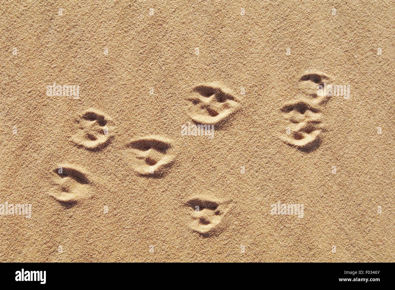 Egypt - Libyan Desert - Desert fox's footprints Stock Photo