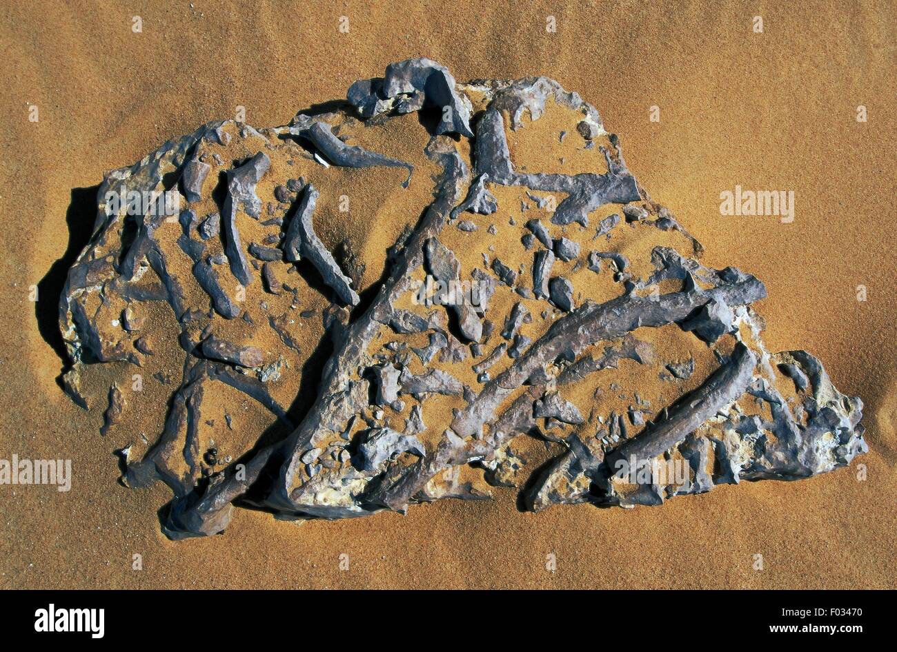 Sea fossil remains, Libyan Desert, Egypt Stock Photo Alamy