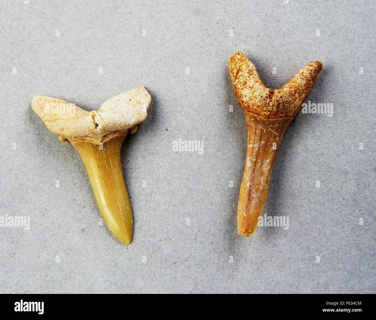 Fossil shark teeth Stock Photo - Alamy