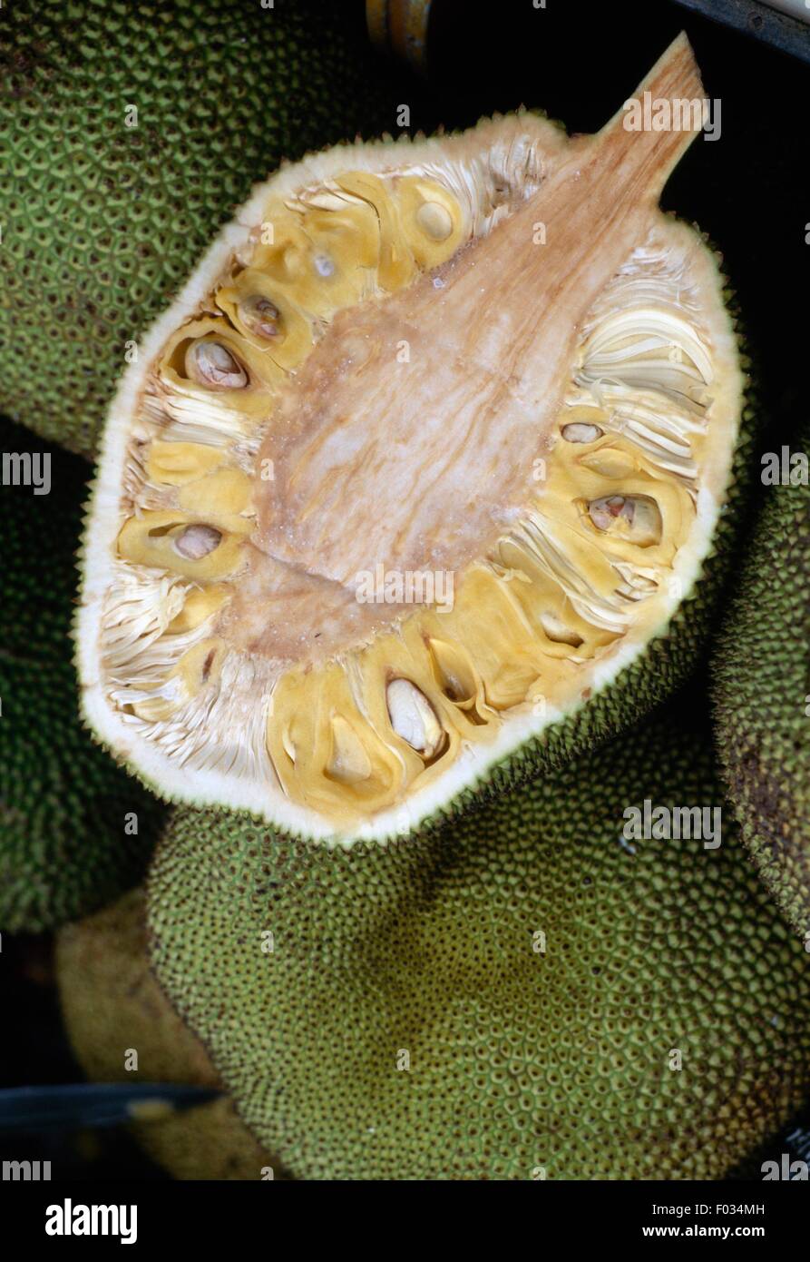 Jackfruit, the largest fruit in nature which grow from trees, for sale