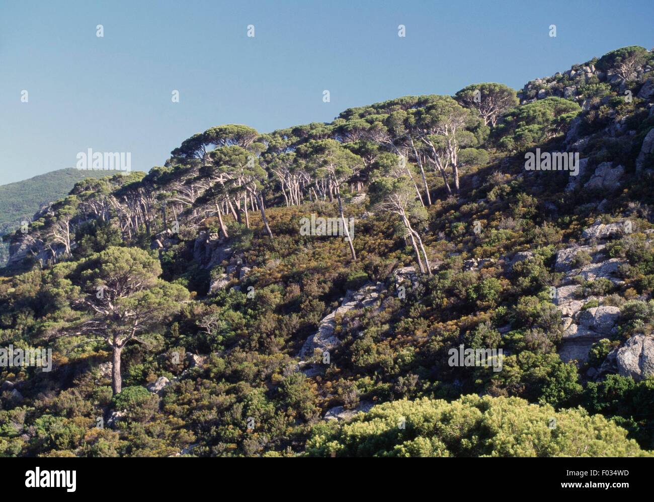 Inland vegetation, Capraia Island, Arcipelago Toscano National Park, Tuscany, Italy. Stock Photo