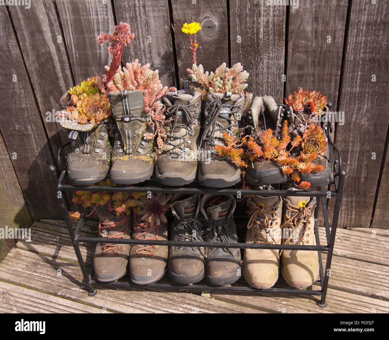 Various succulent plants growing in old walking boots on a wooden background. Stock Photo