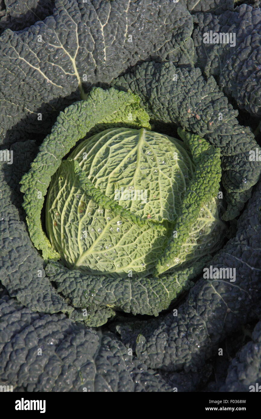Cabbages for sale in Lincolnshire, England UK Stock Photo Alamy