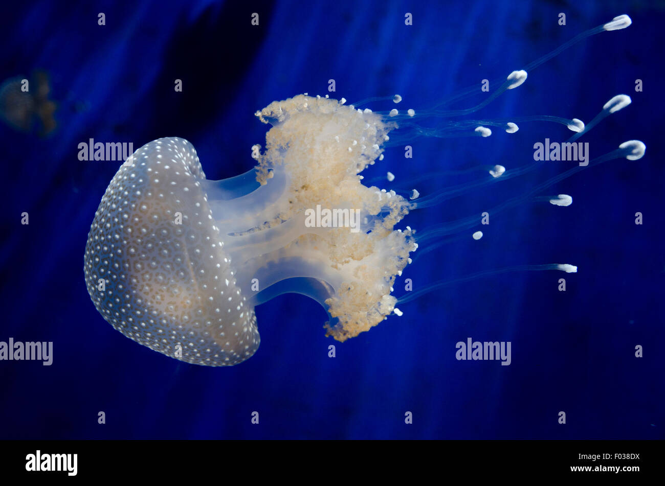 Italy,Liguria,Genoa Aquarium,Phyllorhiza punctata is a species of jellyfish,also known as the floating bell,Australian spotted Stock Photo