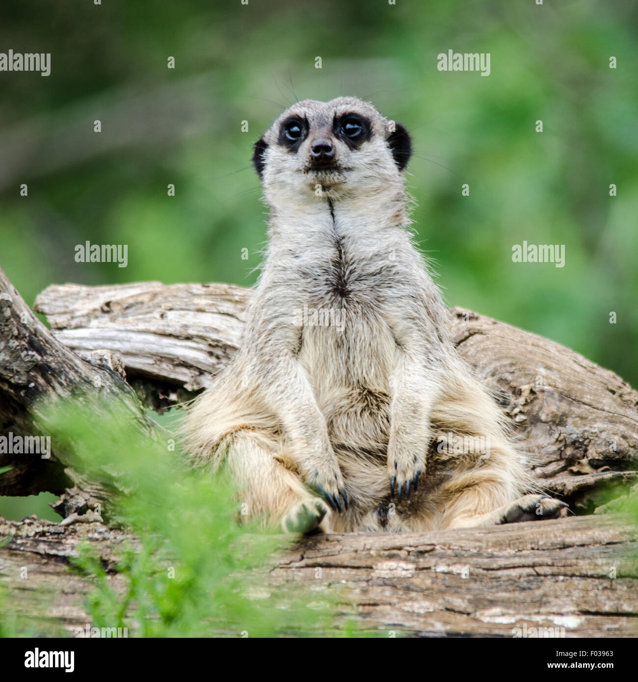 Meerkat (Suricata suricatta) Feeling Fat Stock Photo