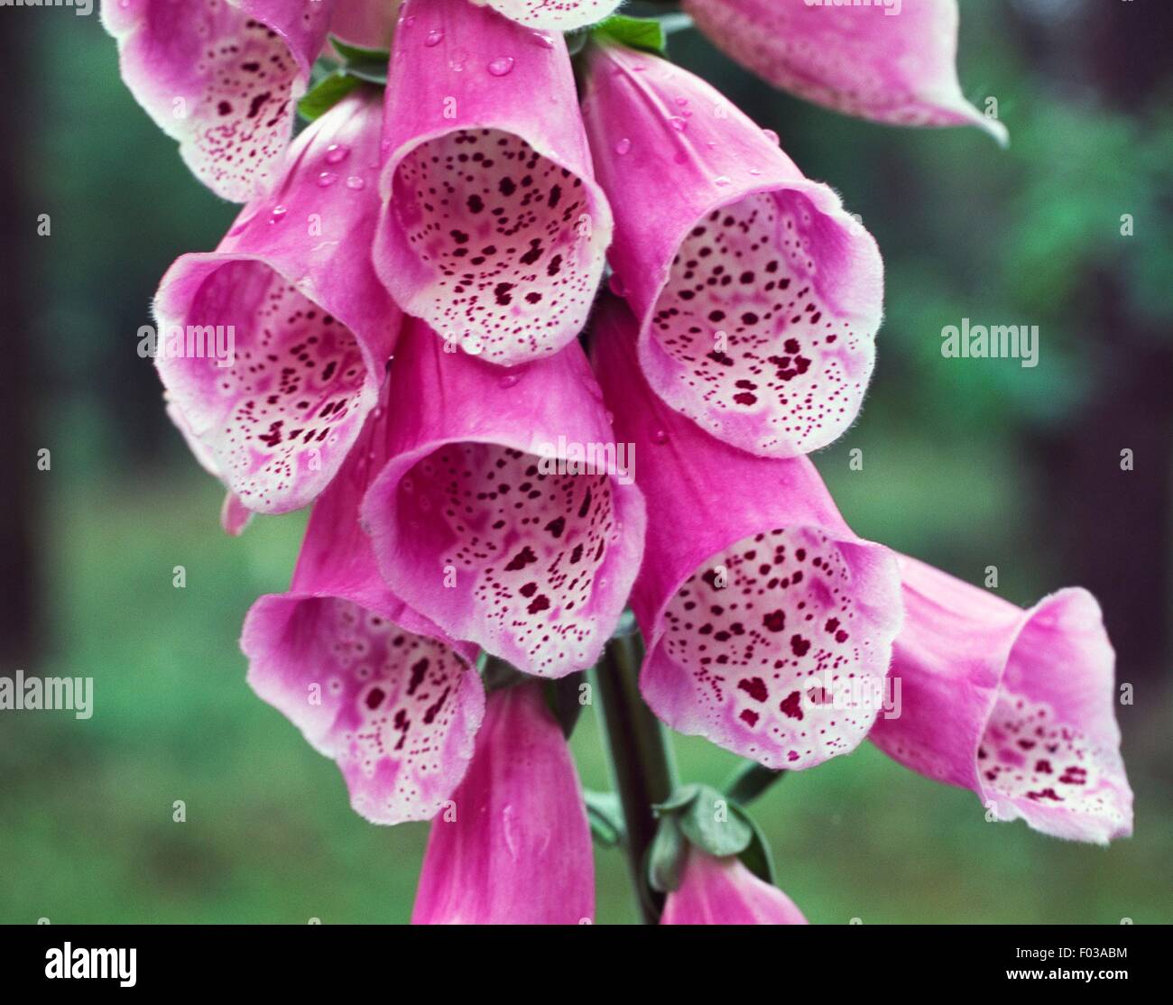 Foxgloves (Digitalis purpurea) in Luneburg Heath Nature Park (Naturpark ...