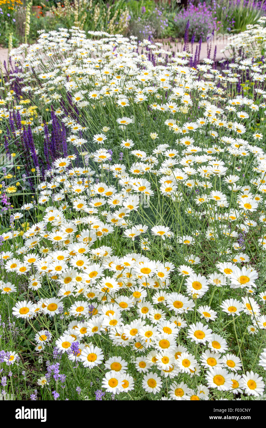 Chrysanthemum Maximum Shasta Daisy Stock Photo