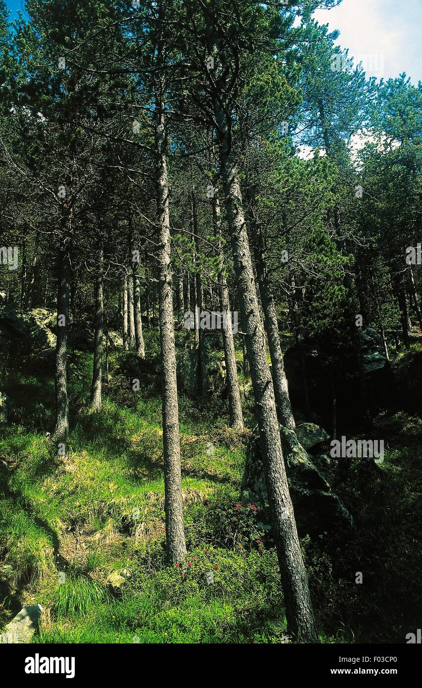 Forest of mountain pine (Pinus mugo uncinata) in the Chalamy river valley, Mont Avic Natural Park, Valle d'Aosta (Western Alps), Italy. Stock Photo