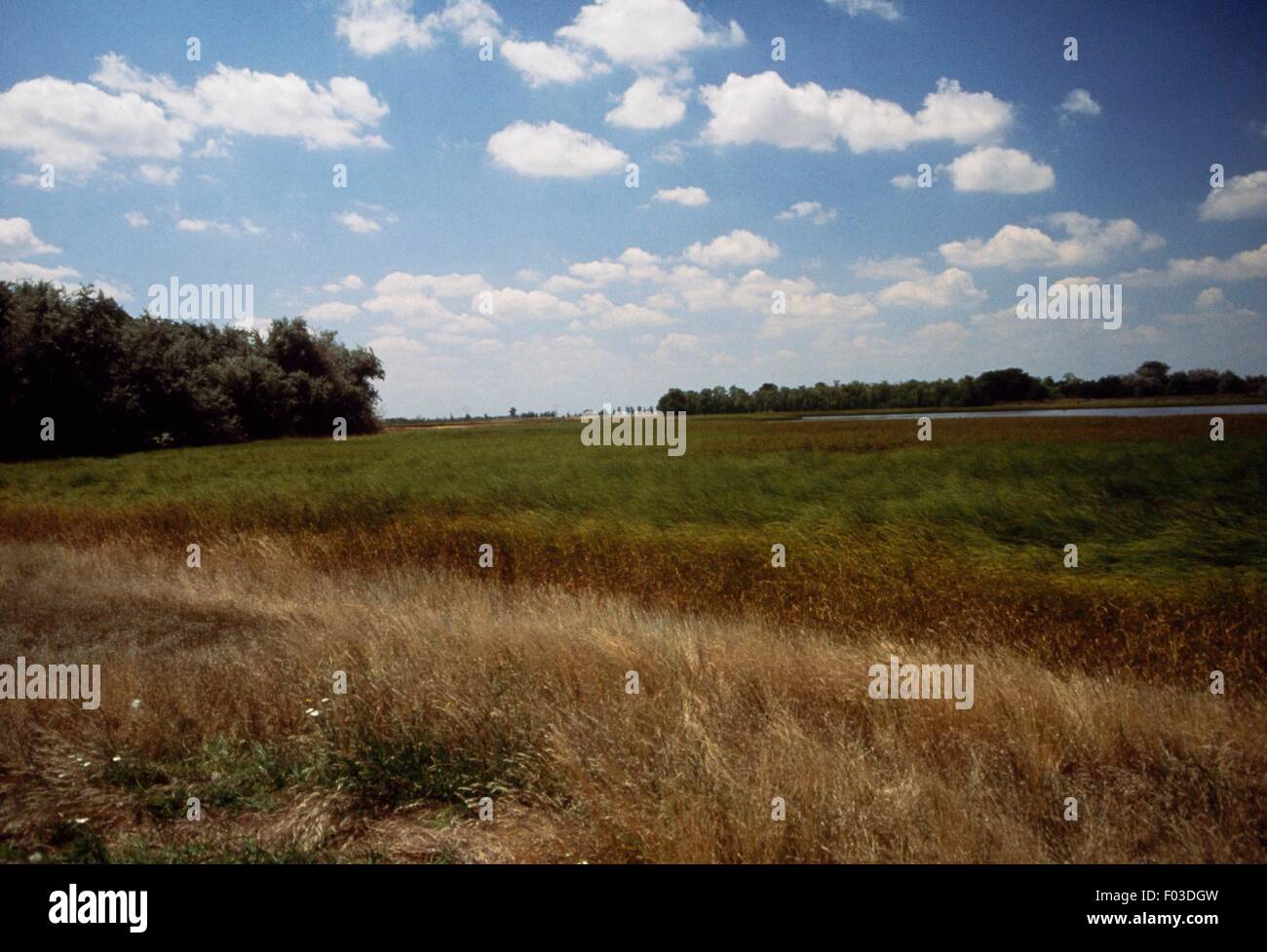 Uncultivated field on the edge of a forest. Stock Photo