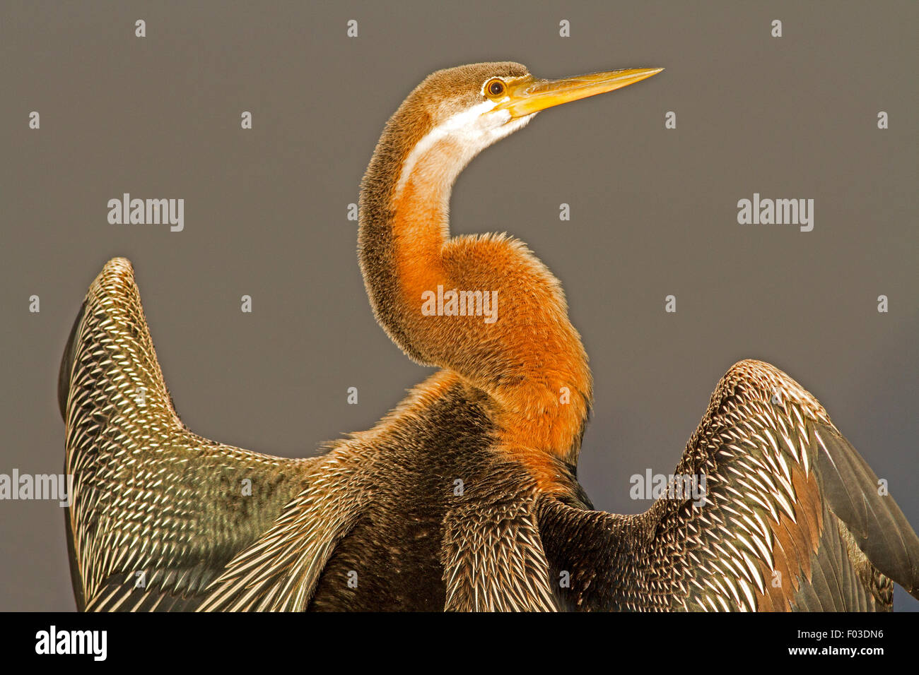 Portrait of an African Darter (Anhinga rufa) at Pilanesburg National ...