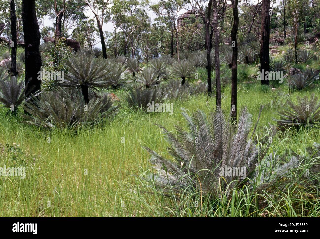 Cycad (Cycas calcicola), Litchfield National Park, Northern Territory, Australia. Stock Photo