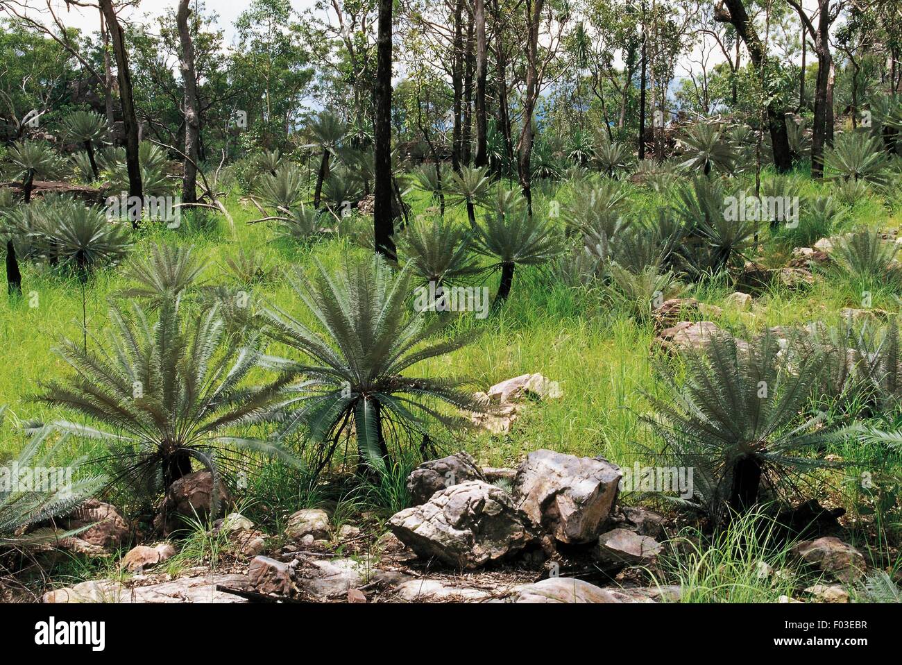 Cycas calcicola, Litchfield National Park, Northern Territory, Australia. Stock Photo