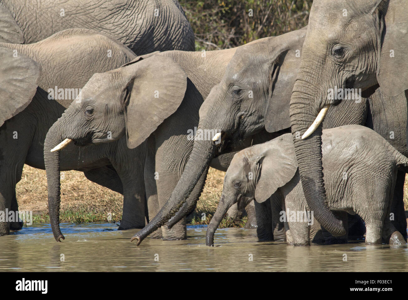 African Elephants drinking water in Kruger National Park, South Africa Stock Photo