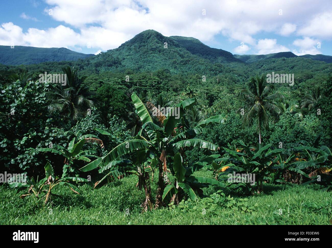 Micronesia, Eastern Caroline islands, island of Pohnpei (Ponape), banana plantation Stock Photo