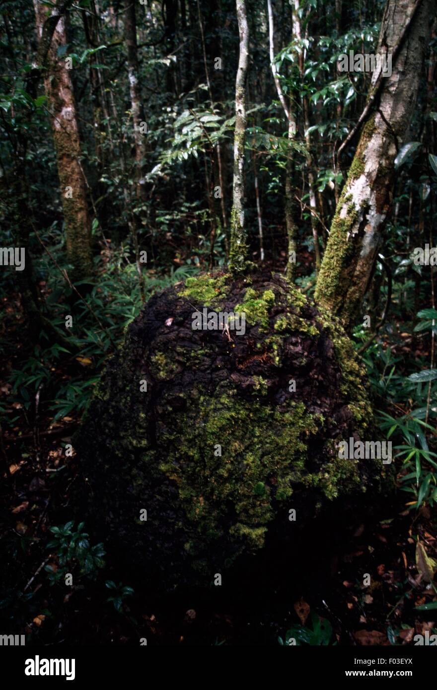 Termite mound, Analamazaotra Special Reserve (Reserve Speciale Analamazaotra), Andasibe-Mantadia National Park (Parc National de Mantadia-Andasibe), Madagascar. Stock Photo