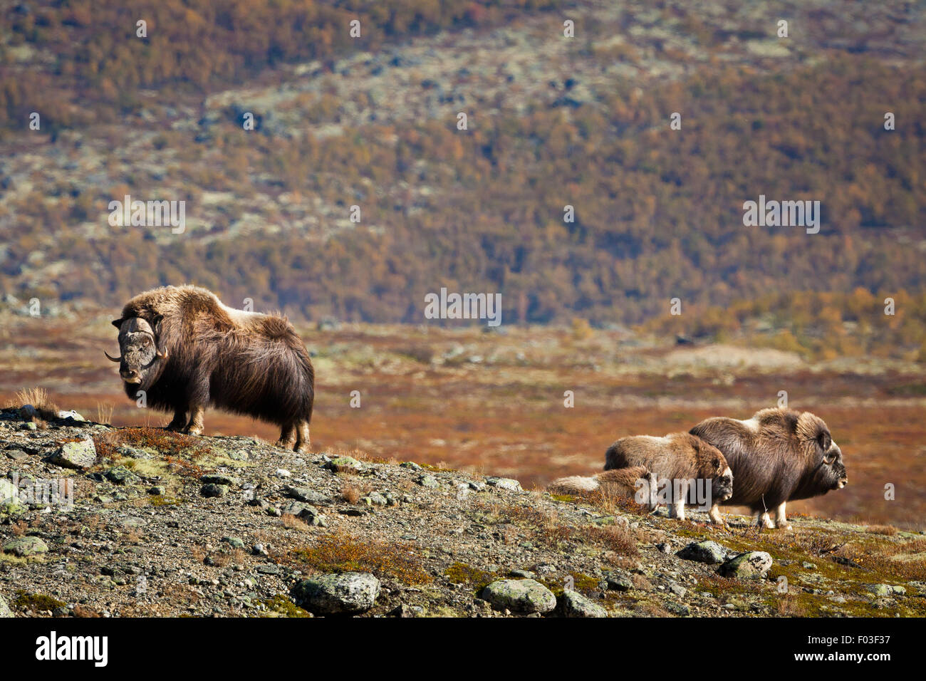 Muskox, Ovibos moschatus, in Dovrefjell national park, Dovre, Norway. Stock Photo