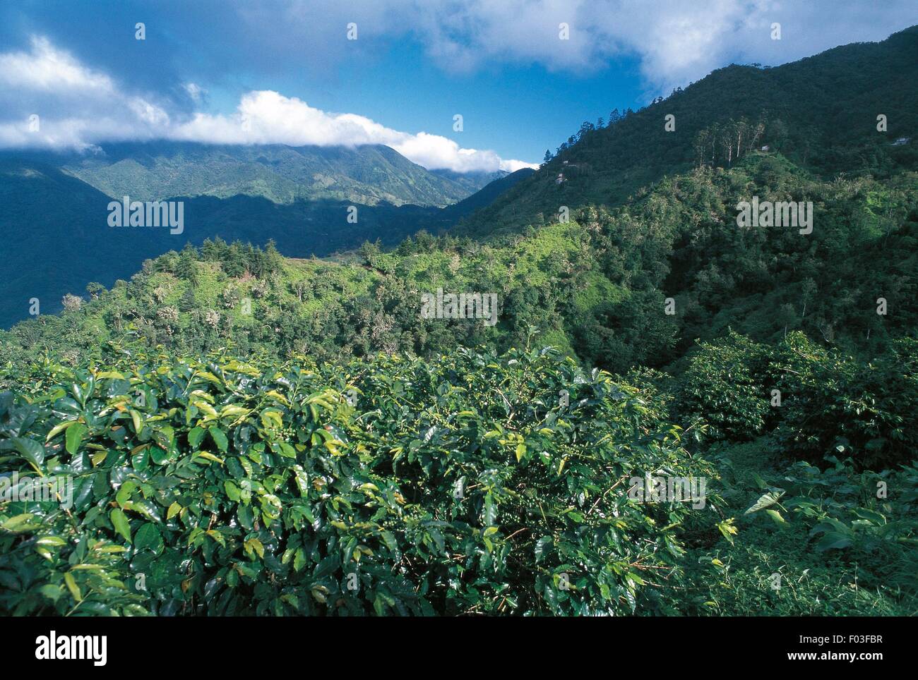 Jamaica Blue Mountains Coffee growing Stock Photo Alamy
