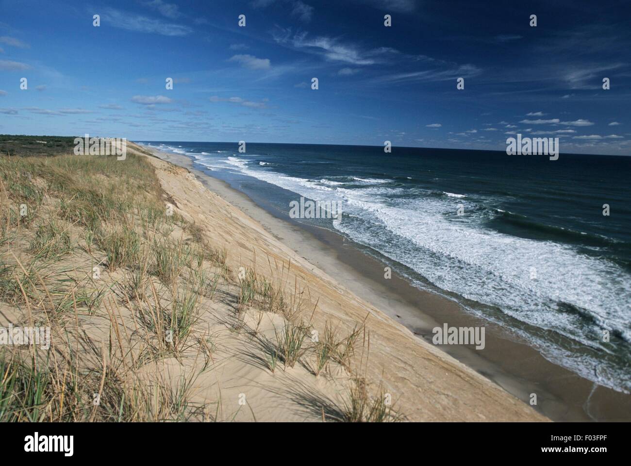 USA, Massachusetts, Cape Cod, dunes with tufts of European Marram Grass (Ammophila arenaria) Stock Photo