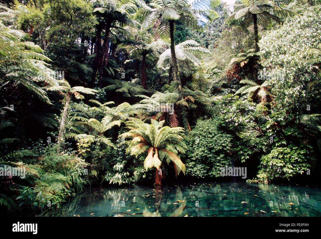 Spring, Paradise Valley Springs Wildlife Park, Rotorua, North Island