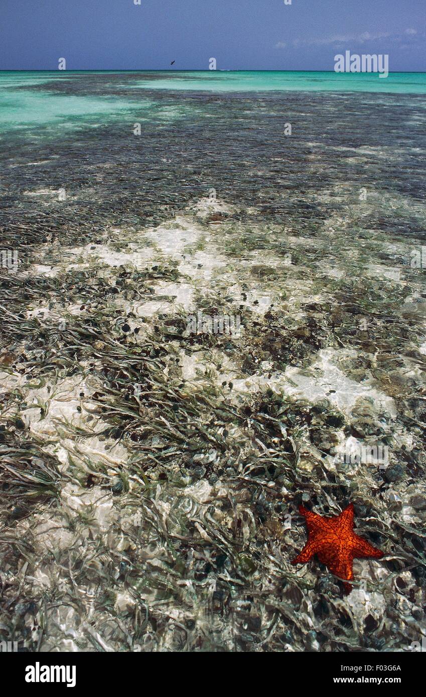 Reef, Catalinita Bay, Del Este National Park, Dominican Republic Stock