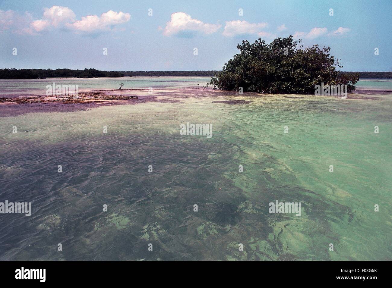 Reef, Catalinita Bay, Del Este National Park, Dominican Republic Stock