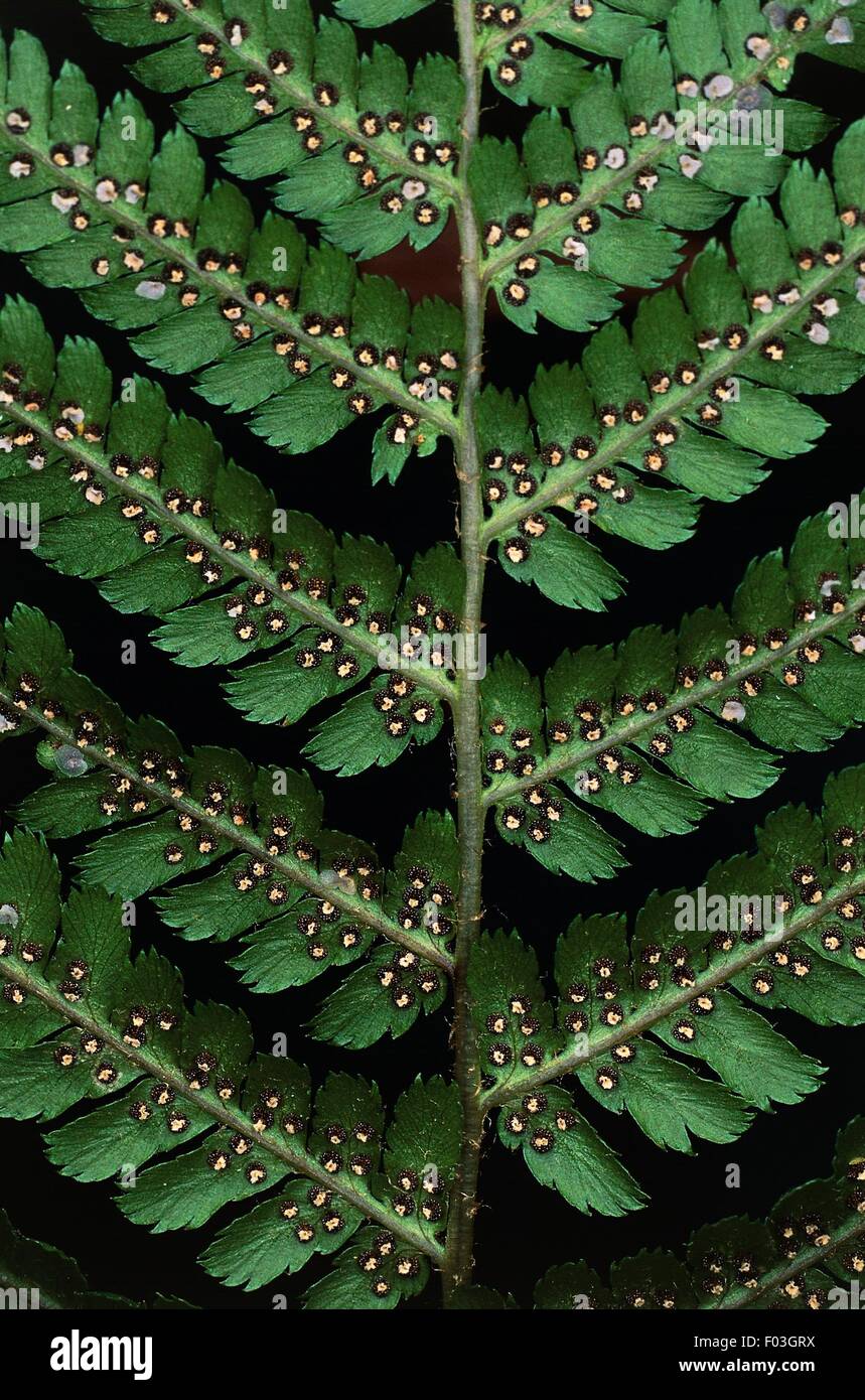 Wild fern leaf with seeds, Durmitor National Park (UNESCO World Heritage List, 1980), Montenegro. Stock Photo