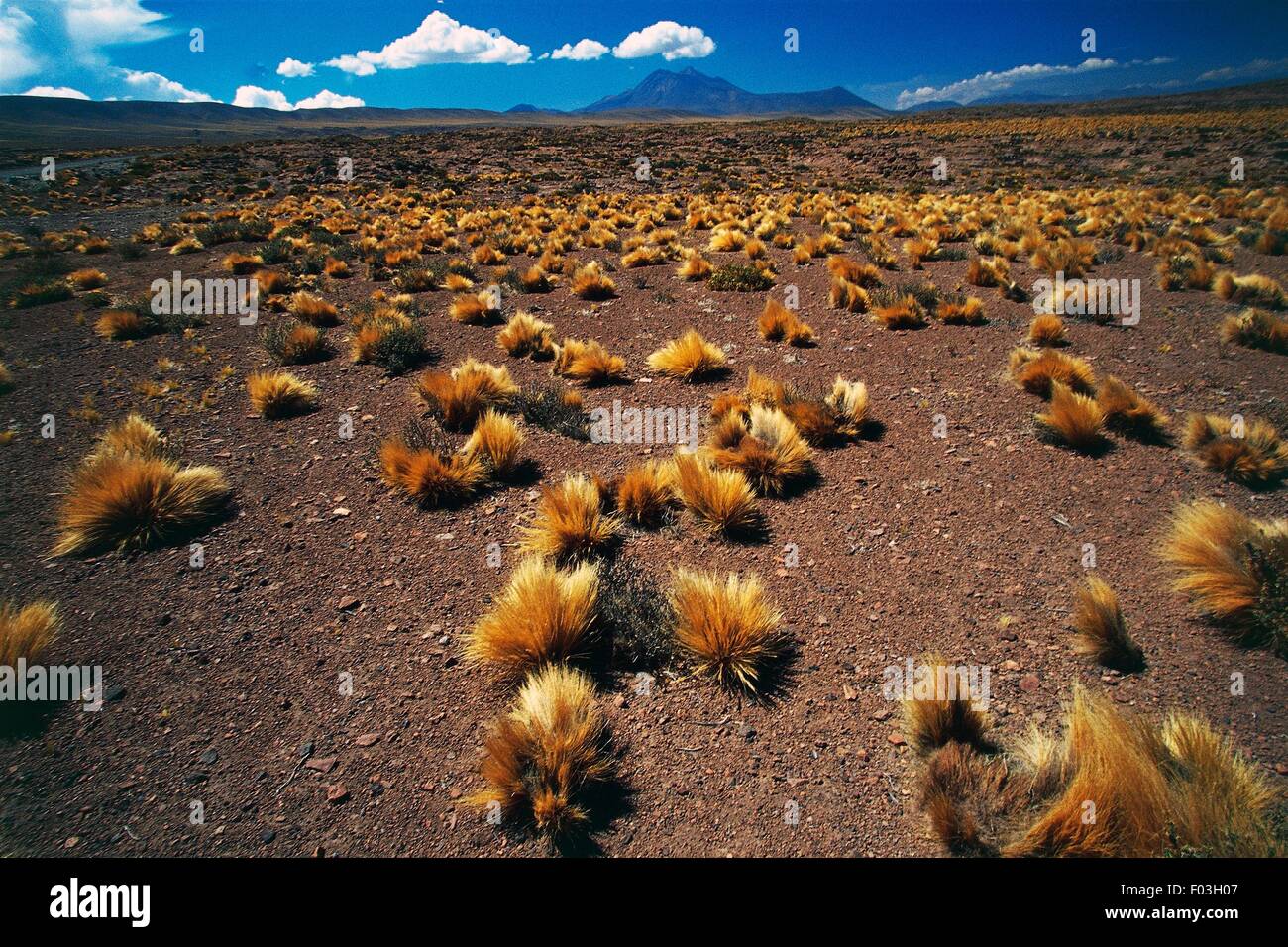 Coiron bushes (Festuca pallescens), with the Cordon de Puntas Negras in the  background, Atacama Desert, Antofagasta Region, Chile Stock Photo - Alamy