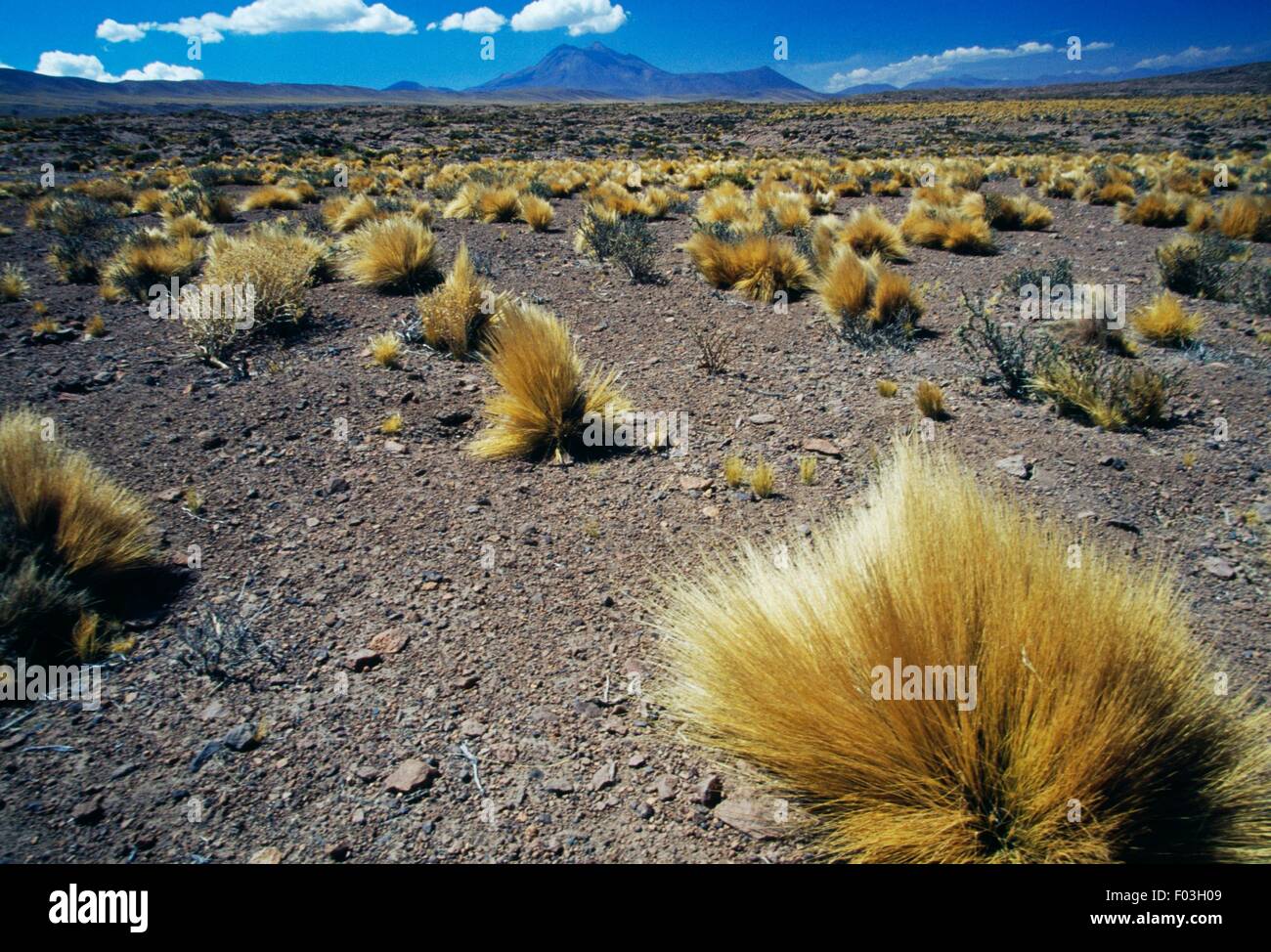 Coiron bushes (Festuca pallescens), with the Cordon de Puntas Negras in the background, Atacama Desert, Antofagasta Region, Chile. Stock Photo