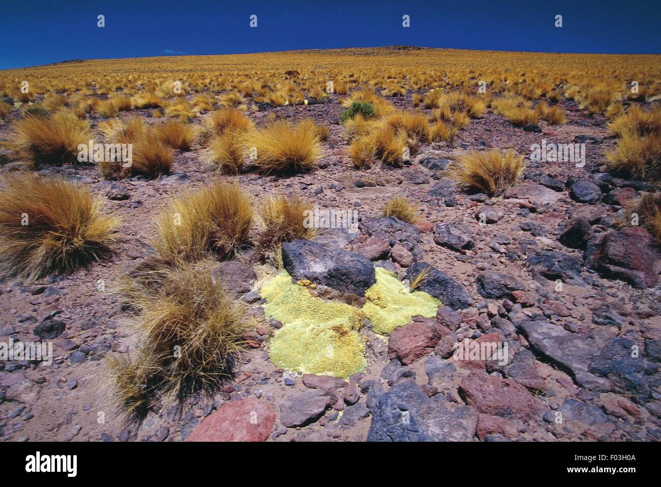 Chile, Norte Grande, Antofagasta Region. Atacama Desert, 'coiron' bushes at the Viscacha Pass. Stock Photo