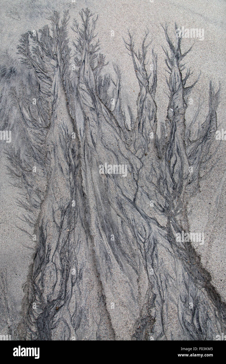 Patterns in sand left as the tide recedes resembling trees on North ...