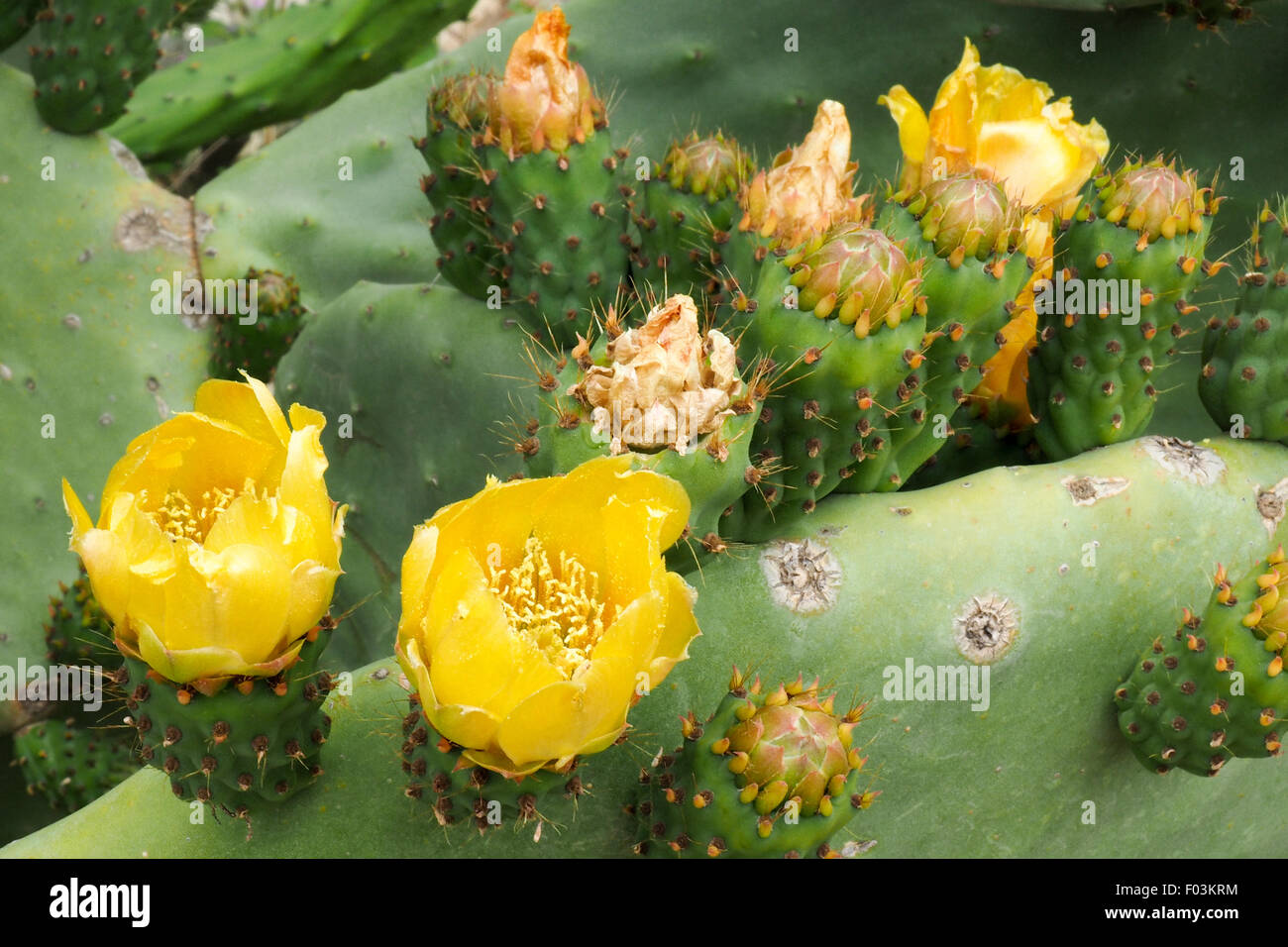 yellow-flowers-of-opuntia-ficus-indica-a-species-of-cactus-stock-photo
