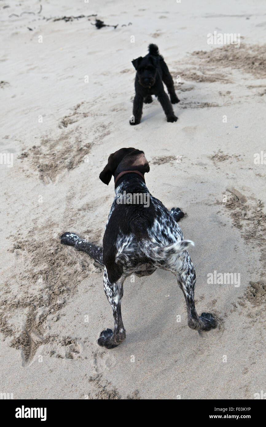 Two dogs playing on beach Stock Photo