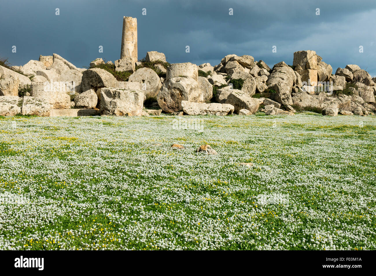 Italy,Sicily,Archaeological Park of the Greek polis of Selinunte,remains of the ancient polis,sweet alyssum ,Lobularia maritima Stock Photo