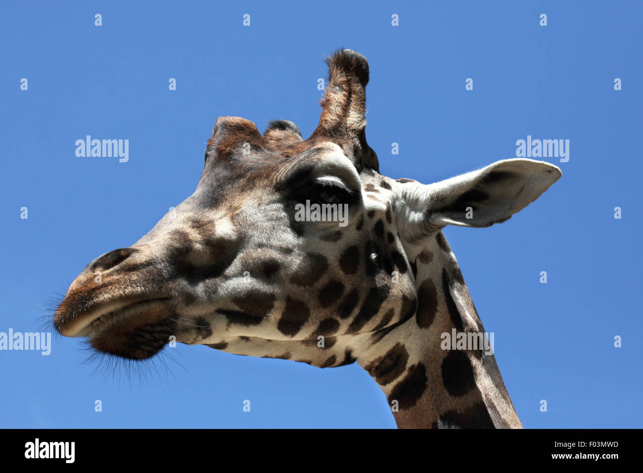 Rothschild's giraffe (Giraffa camelopardalis rothschildi) at Jihlava Zoo in Jihlava, East Bohemia, Czech Republic. Stock Photo
