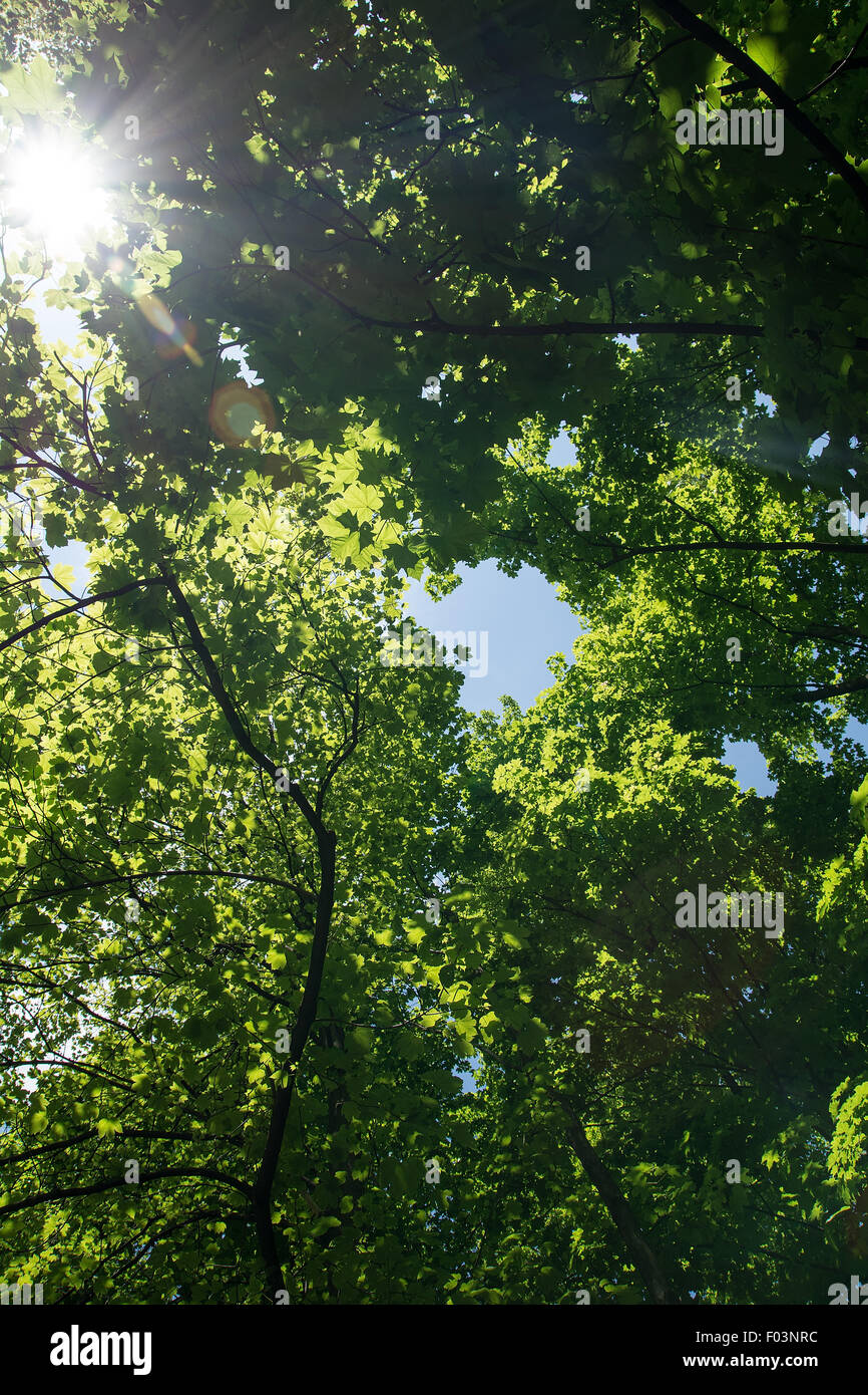 Sunlight and plants hi-res stock photography and images - Alamy