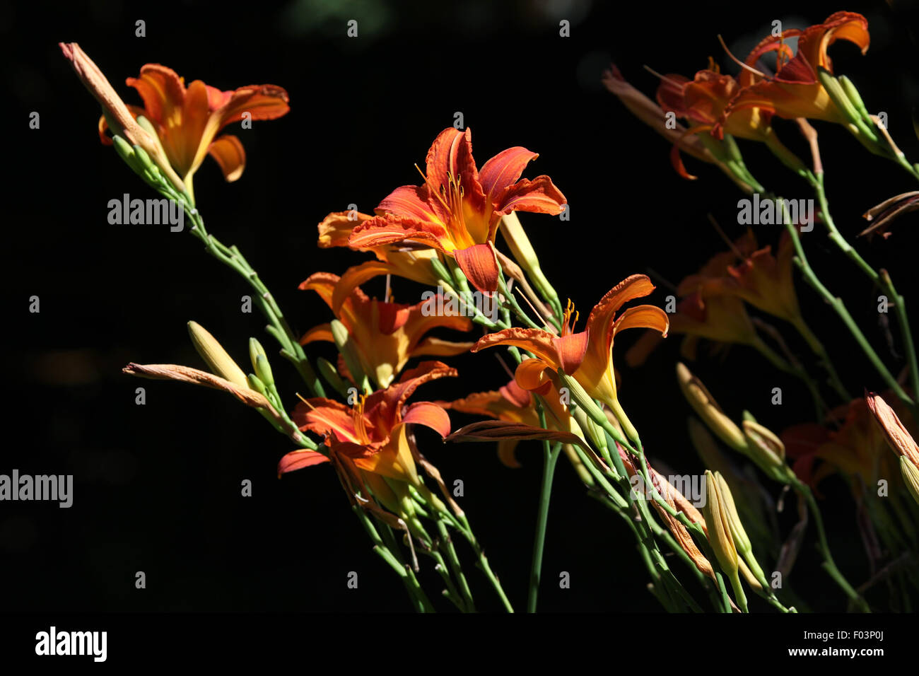 Orange lily (Lilium bulbiferum). Flowers Stock Photo - Alamy