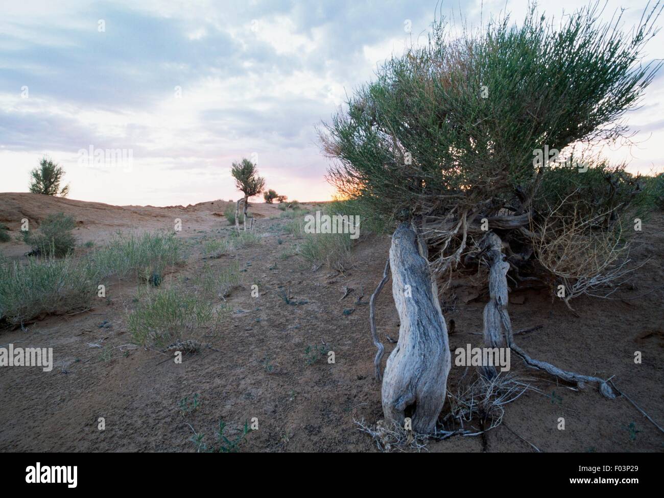 Saxaul (Haloxylon ammodendron), Amaranthaceae, Gobi Desert, Mongolia. Stock Photo