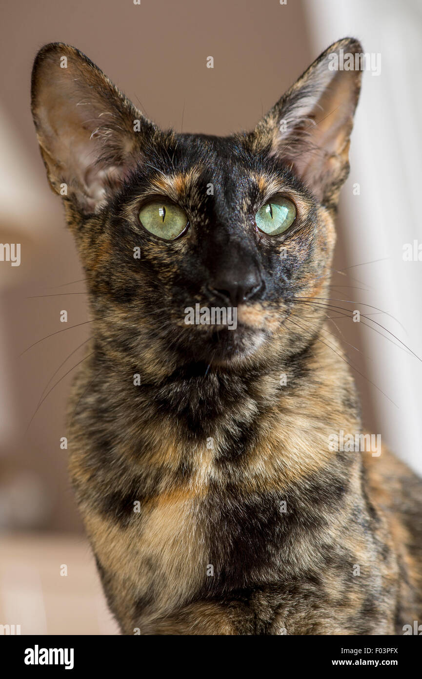 Portrait of an oriental cat. Stock Photo
