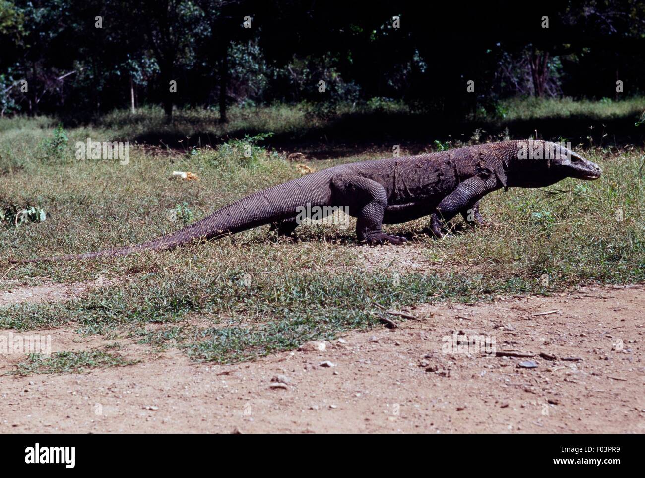 Komodo Dragon (Varanus komodoensis), Komodo Island, Komodo National Park (UNESCO World Heritage List, 1991), Eastern Sunda Islands (East Nusa Tenggara), Indonesia. Stock Photo