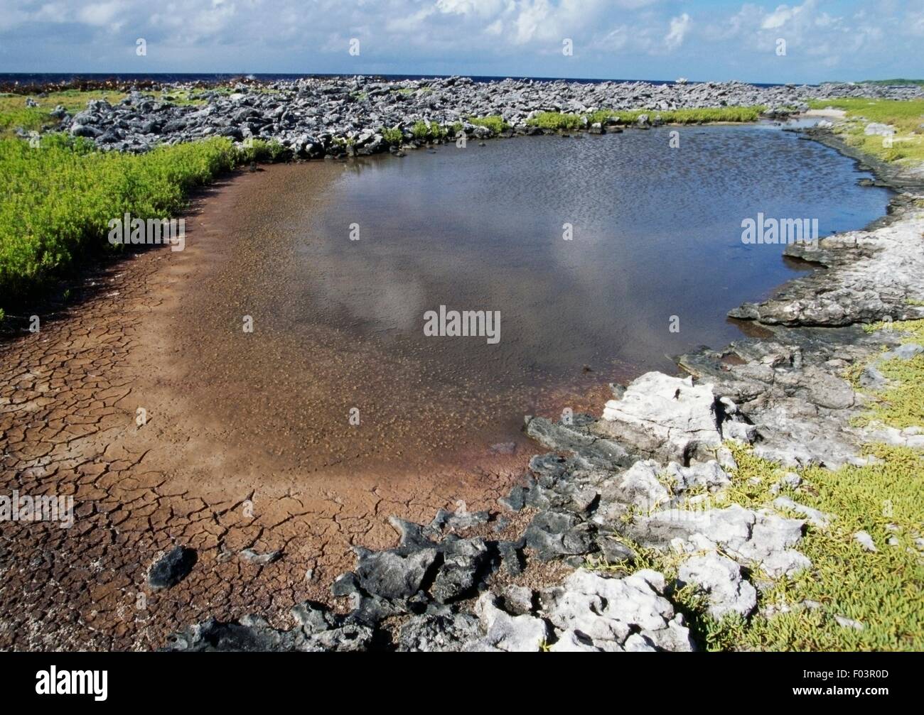 Pool of water, Aves de Barlovento, Las Aves archipelago, Venezuela. Stock Photo