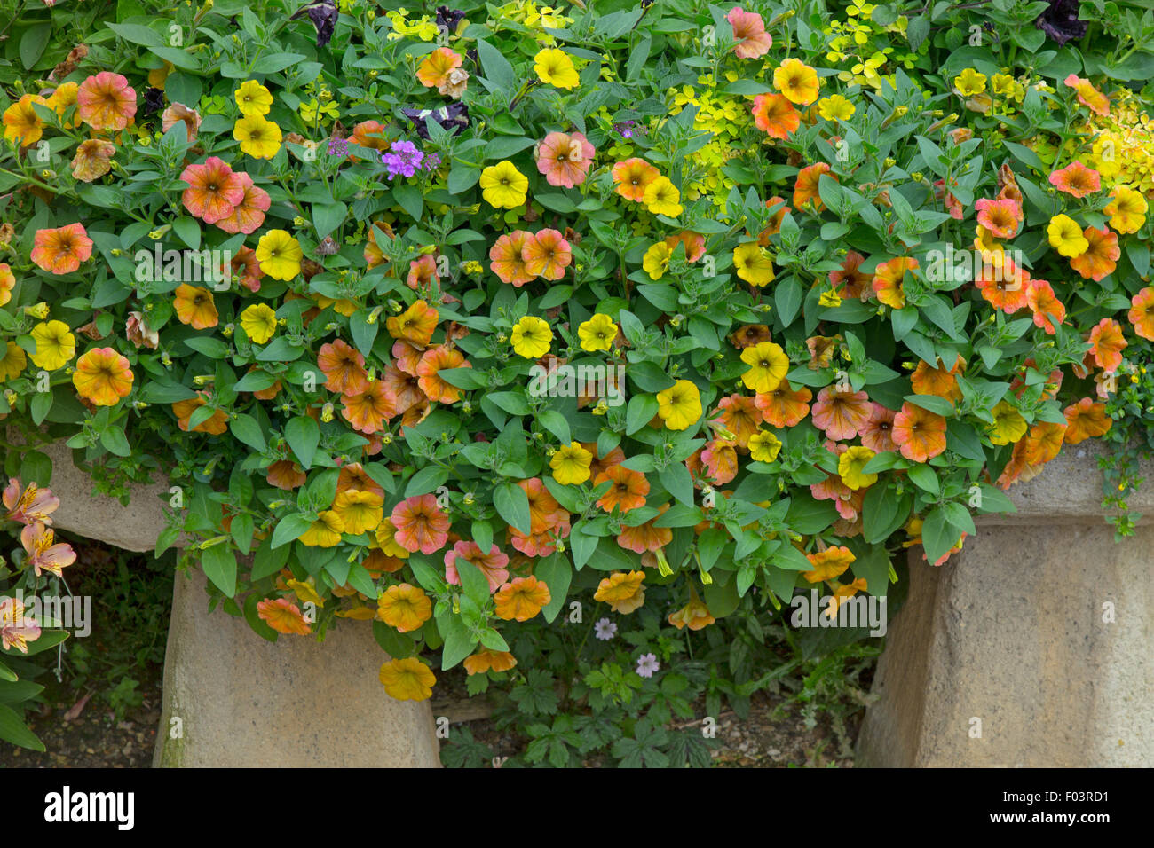 Petunias Supertunia Honey in container  July Norfolk Stock Photo