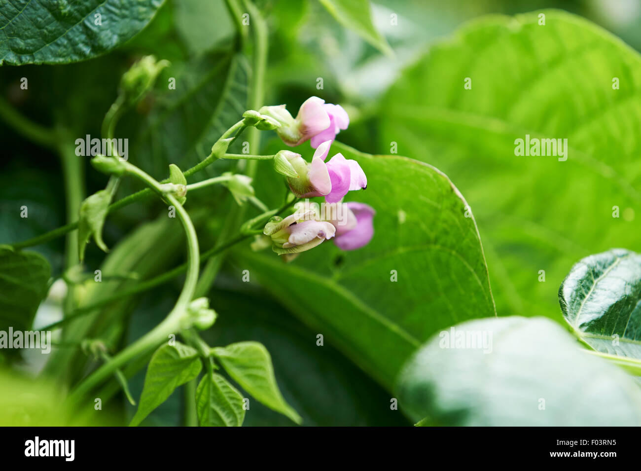 Green Bean plants with pink flowers growing up a cane wigwam in a vegetable garden. Stock Photo